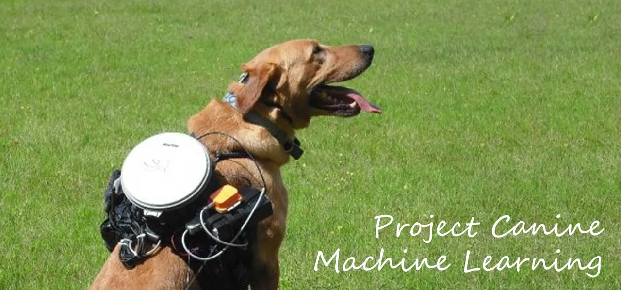 Major, the Labrador Retriever, with his sensor and comms package